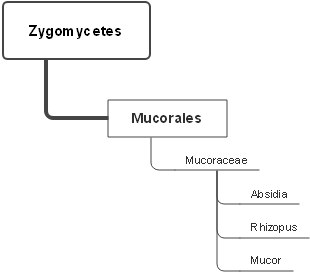 Filamentous fungi level 2a picture