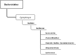 Culture-free bacteria level 2a diagram