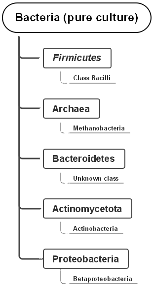 Bacteria (Pure Culture) Level 1