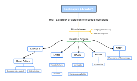 Leptospirosis pathophysio