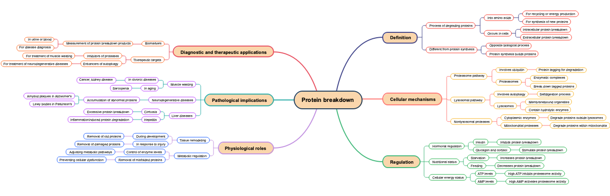 Protein breakdown