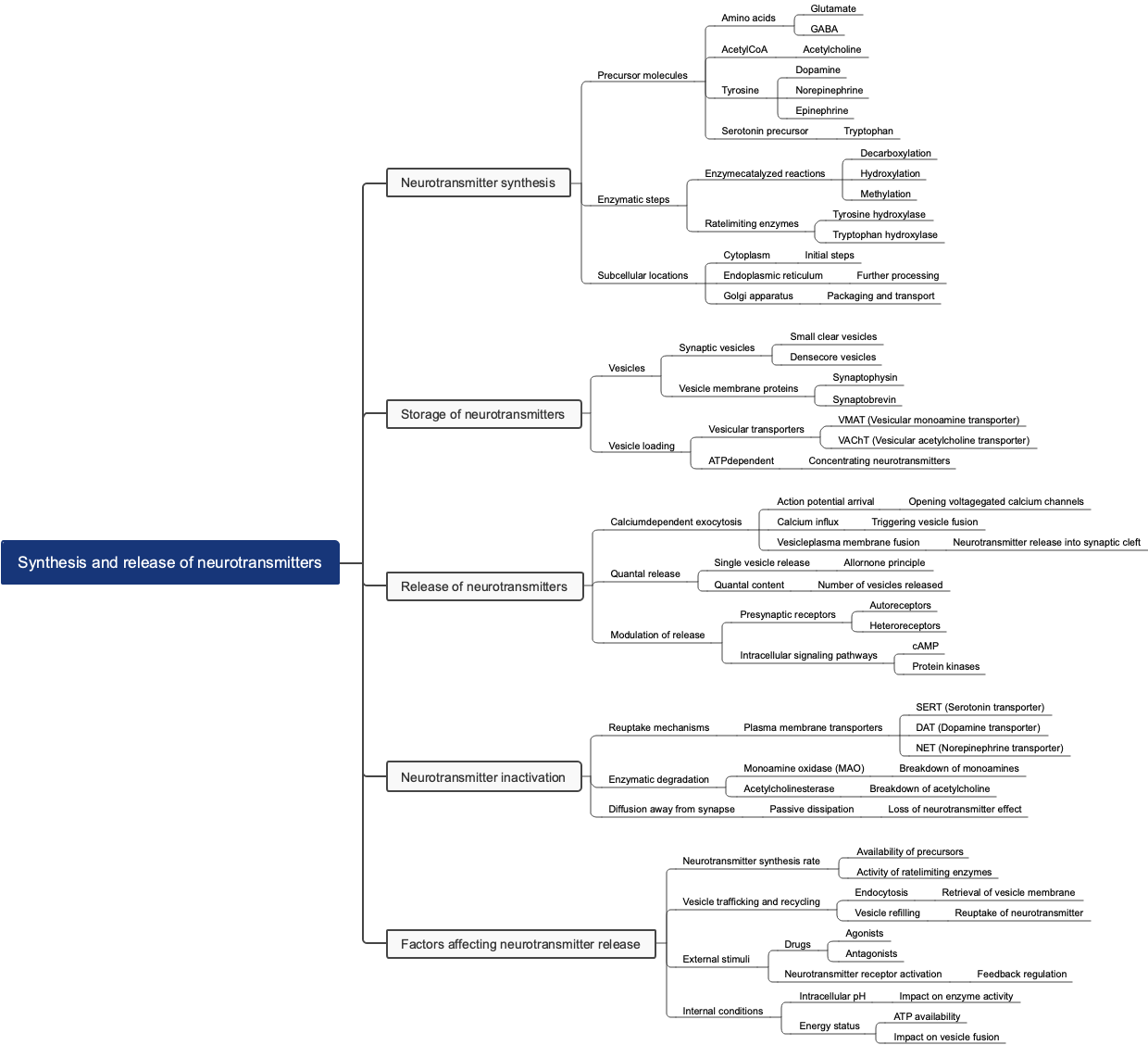 Synthesis and release of neurotransmitters