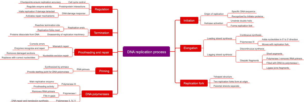 DNA replication process