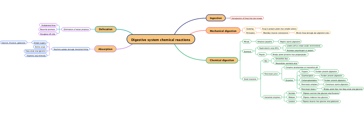 Digestive system chemical reactions