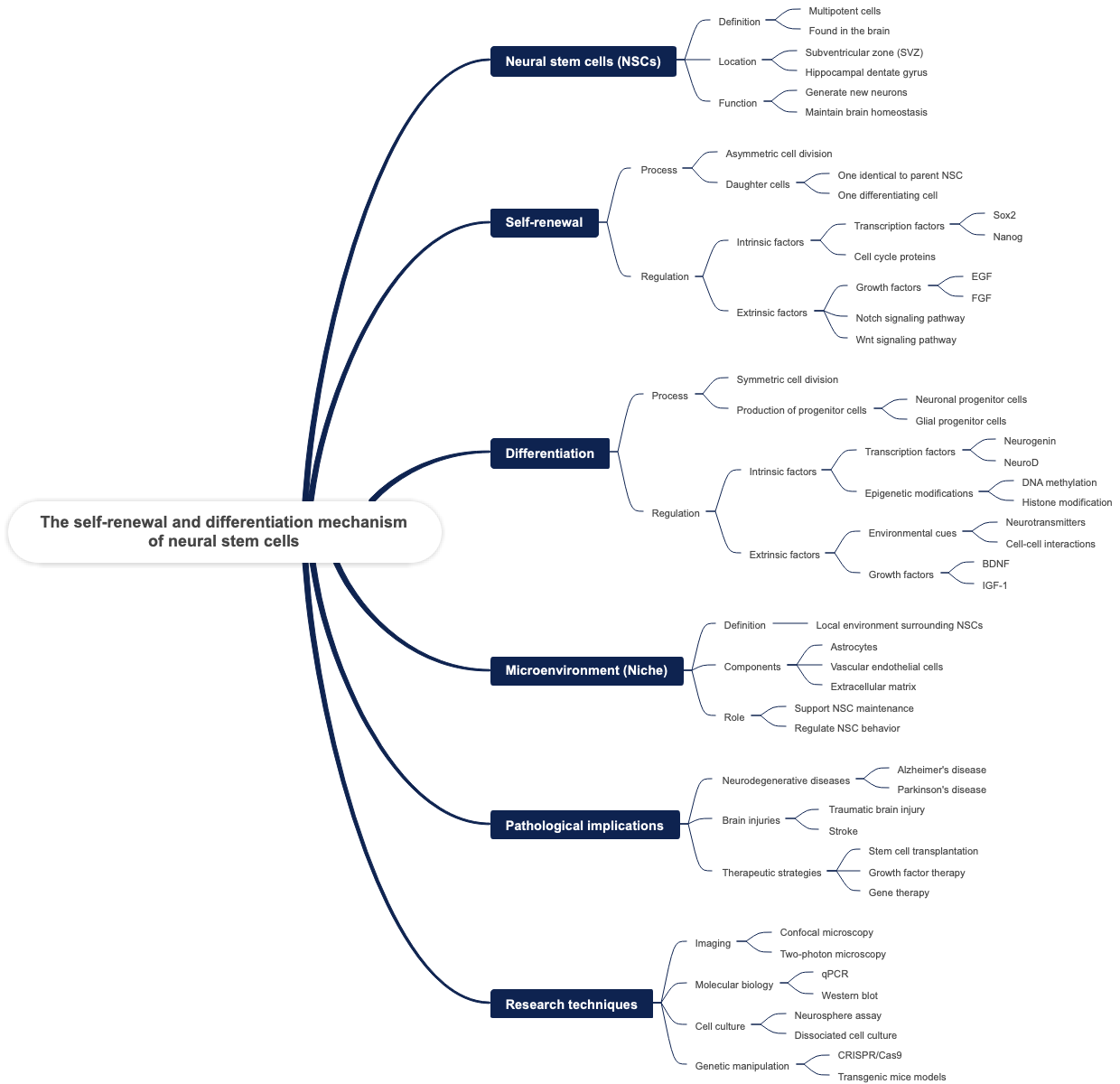 The self-renewal and differentiation mechanism of neural stem cells