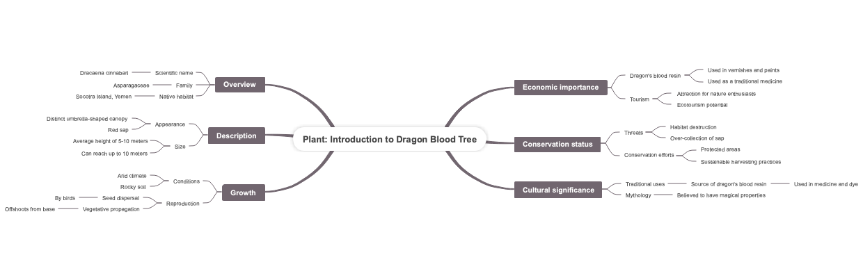 Plant Introduction to Dragon Blood Tree