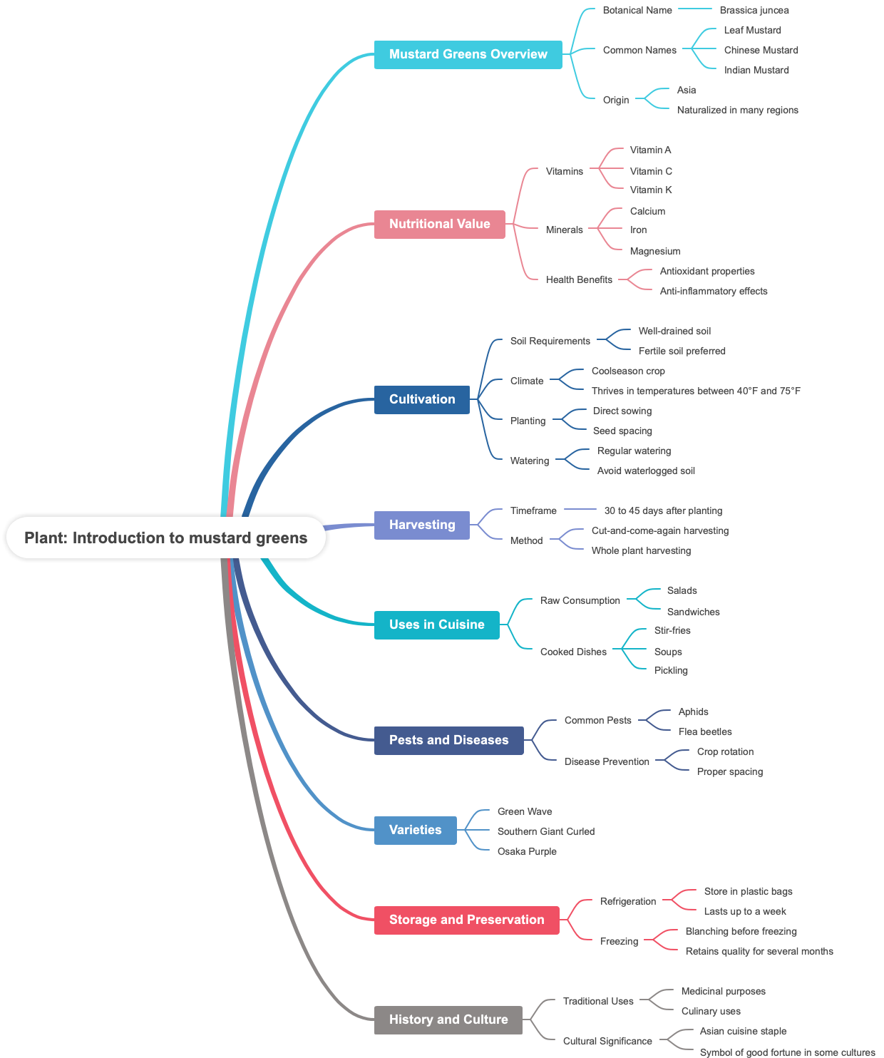 Plant Introduction to mustard greens