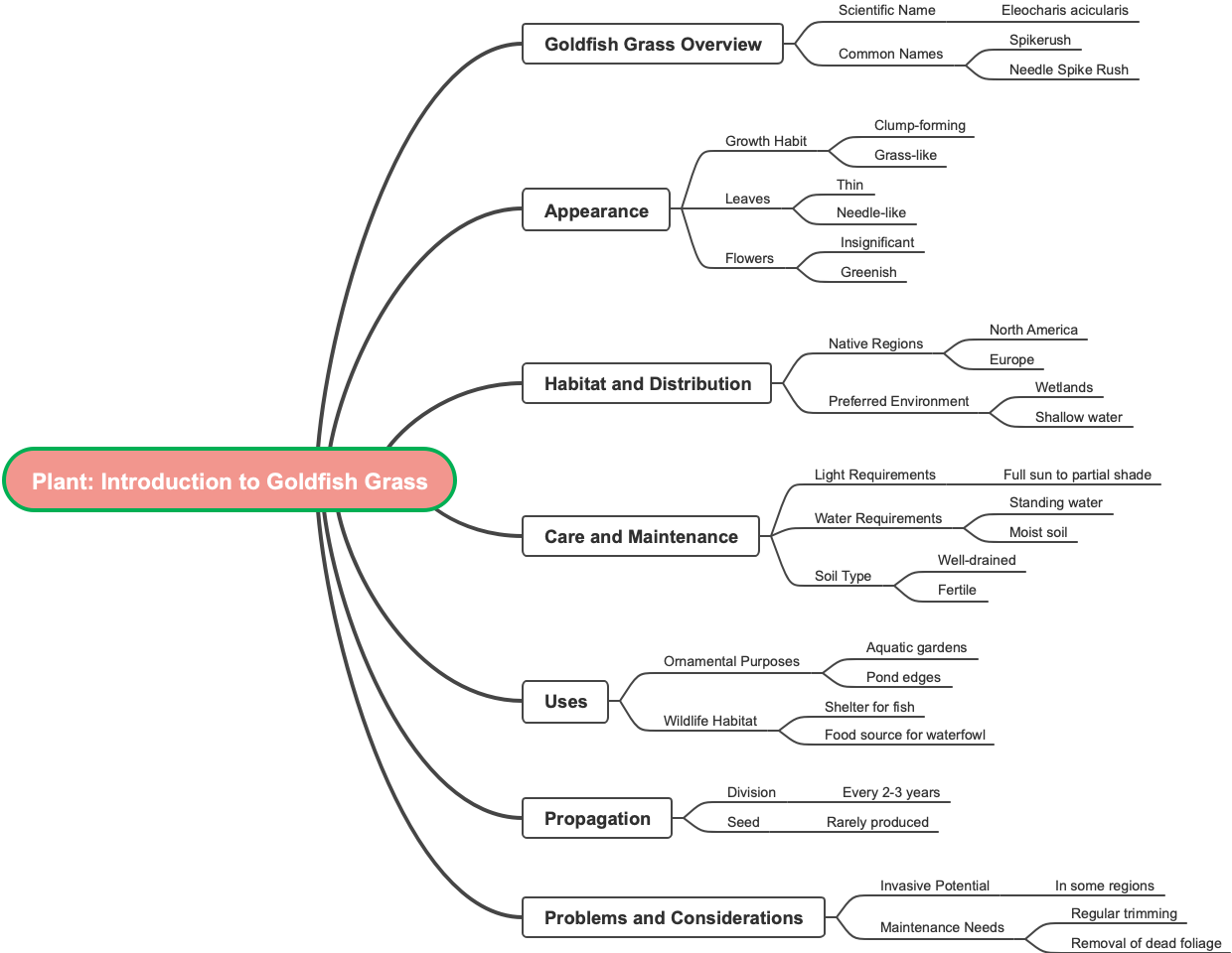 Plant Introduction to Goldfish Grass
