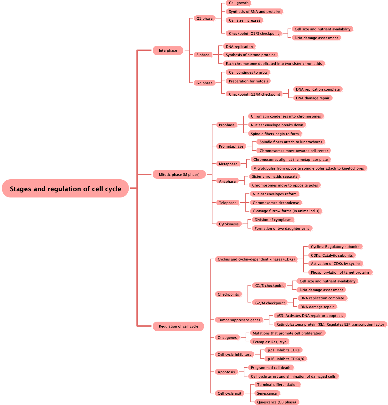 Stages and regulation of cell cycle