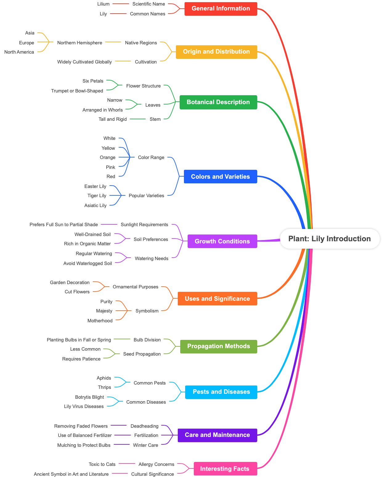 Plant Lily Introduction