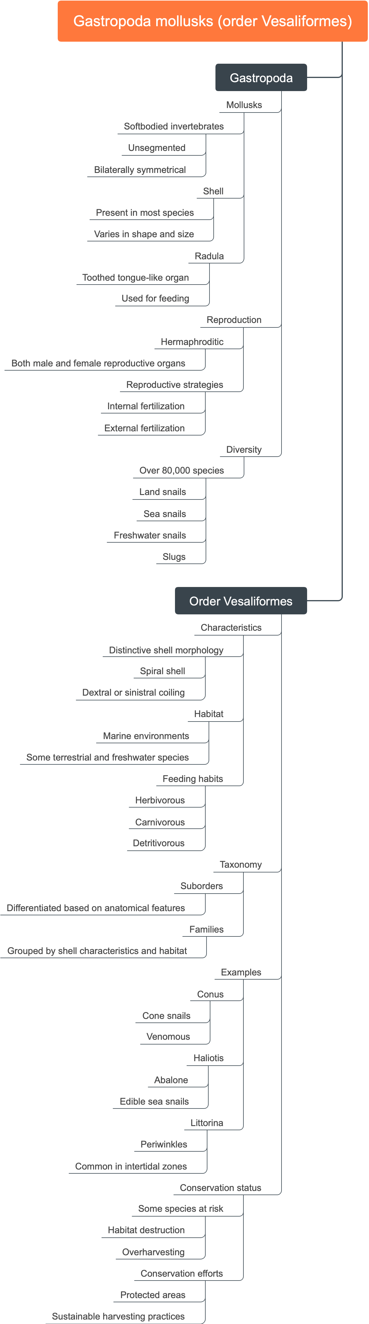 Gastropoda mollusks (order Vesaliformes)