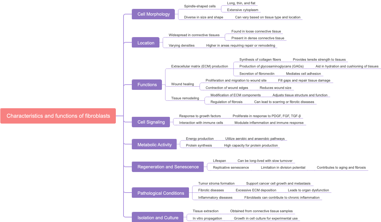 Characteristics and functions of fibroblasts