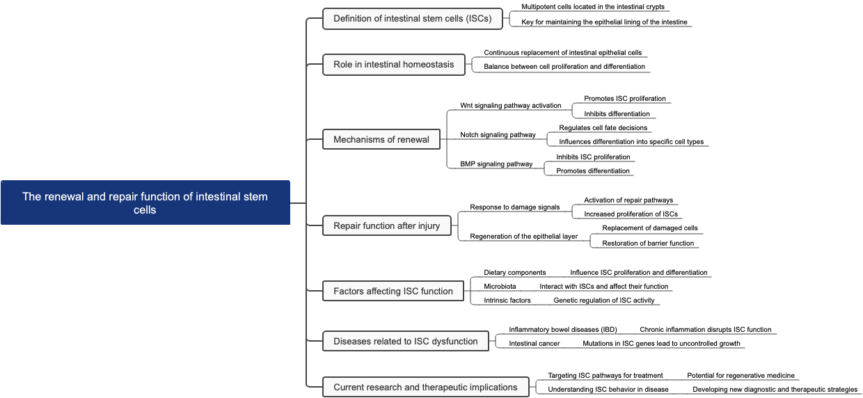 The renewal and repair function of intestinal stem cells