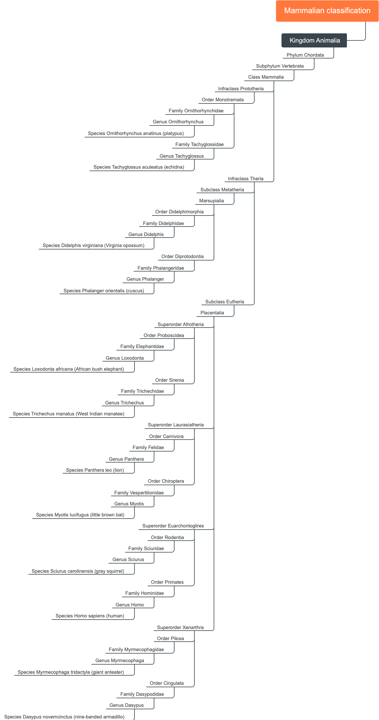 Mammalian classification