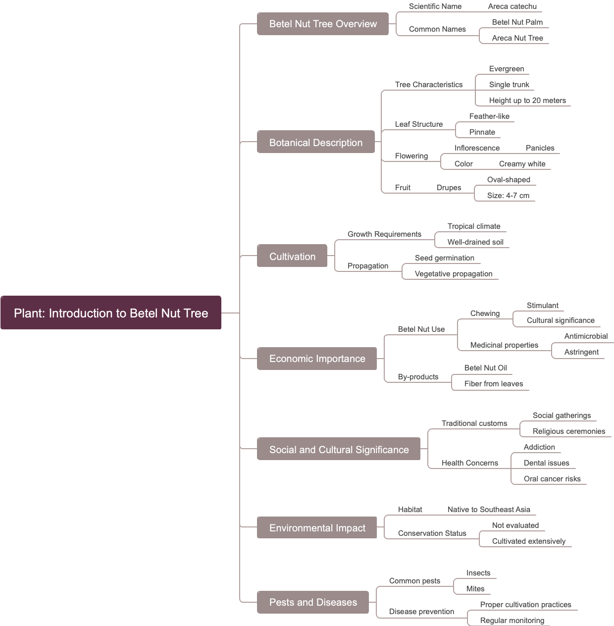 Plant Introduction to Betel Nut Tree