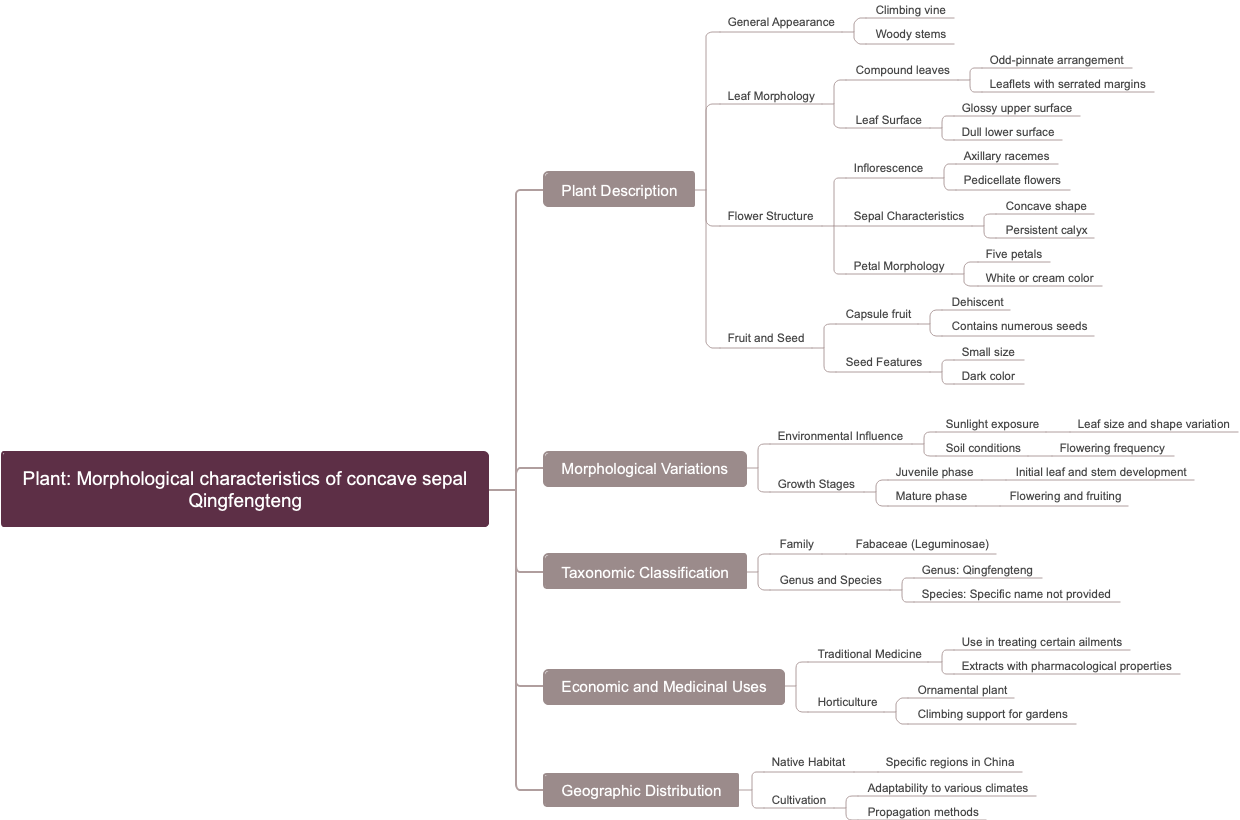 Plant Morphological characteristics of concave sepal Qingfengteng
