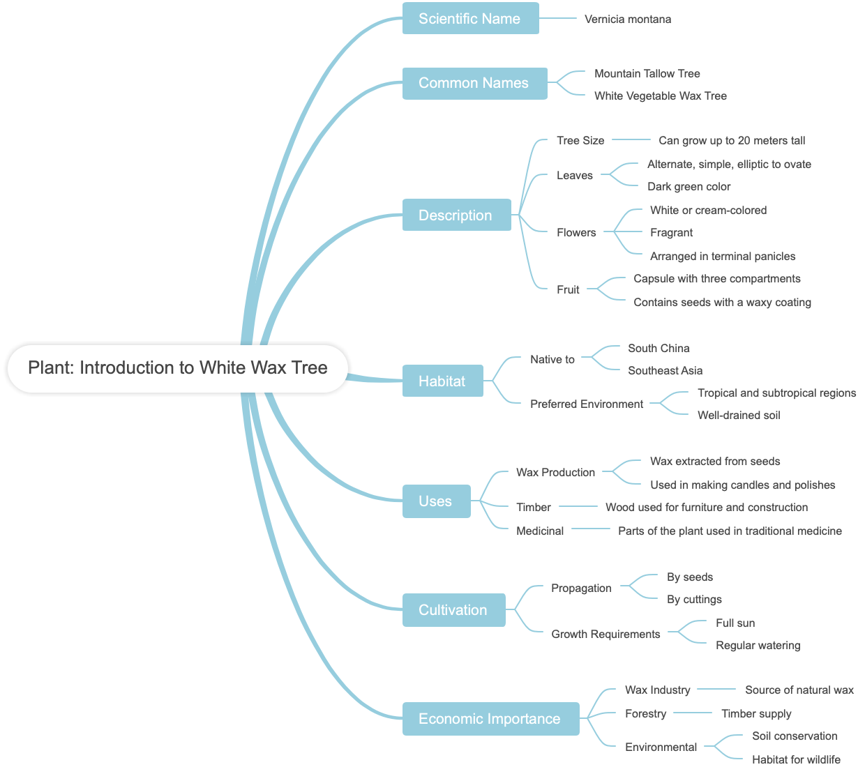 Plant Introduction to White Wax Tree