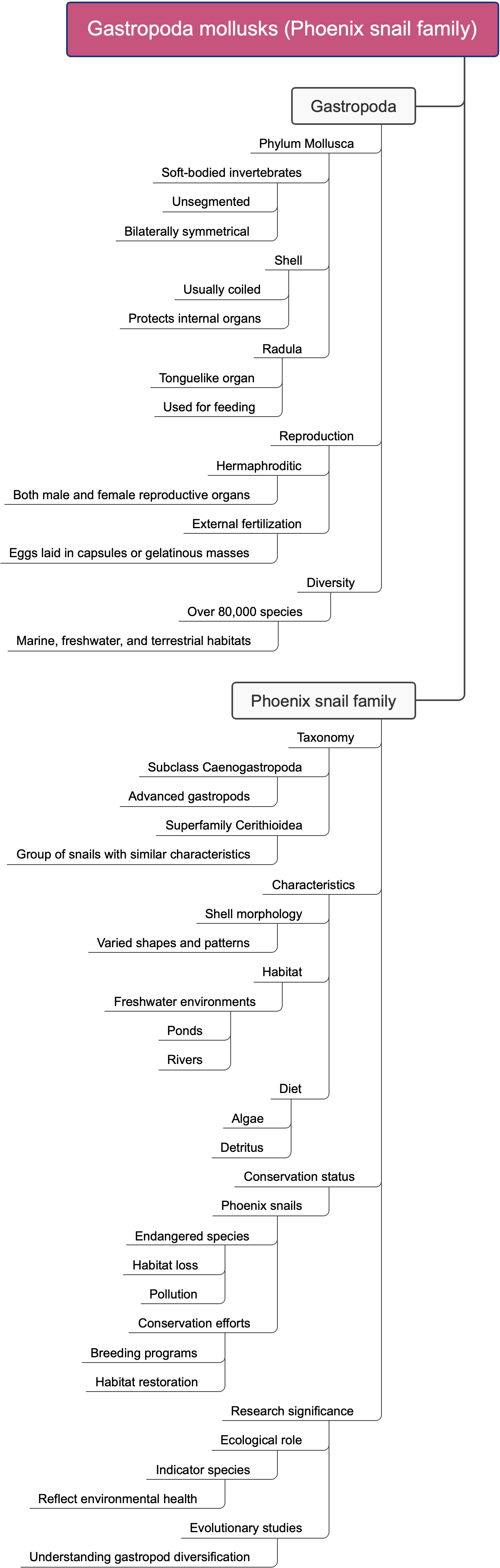 Gastropoda mollusks (Phoenix snail family)