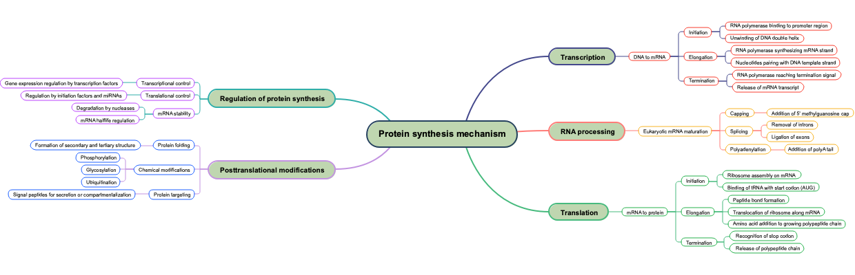 Protein synthesis mechanism