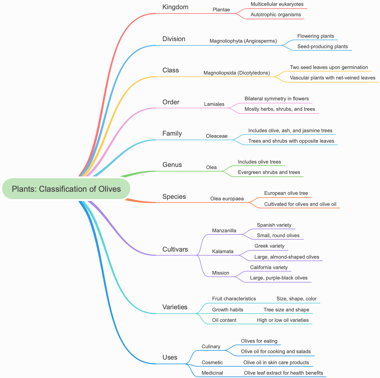 Plants: Classification of Olives