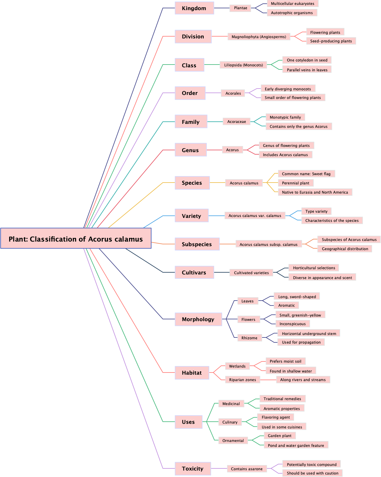 Plant: Classification of Acorus calamus