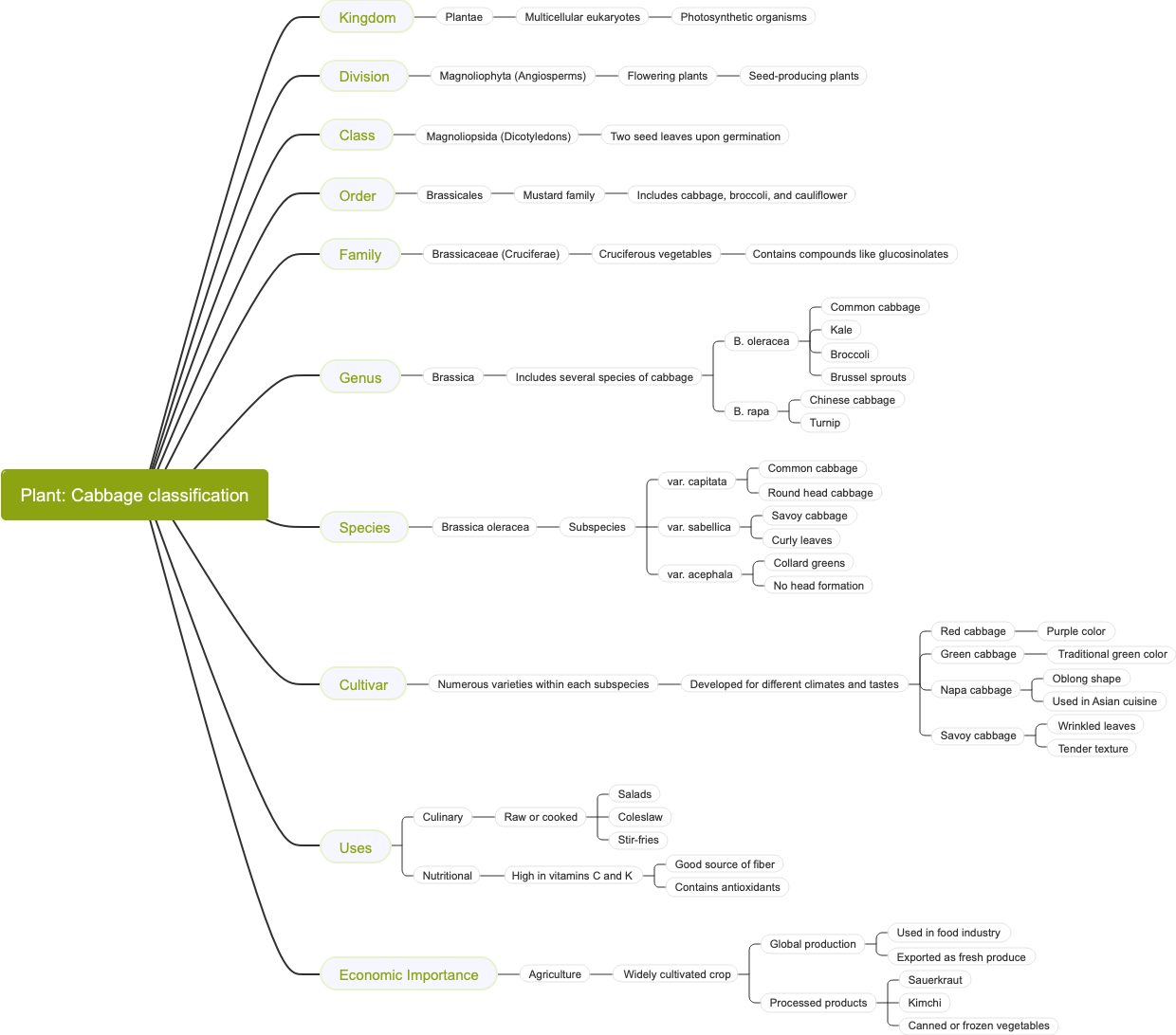Plant: Cabbage classification