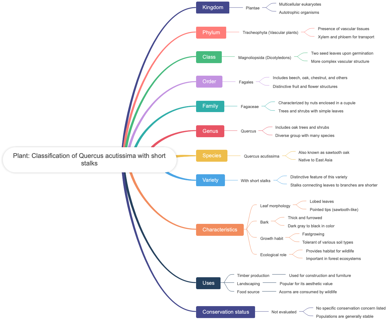 Plant: Classification of Quercus acutissima with short stalks