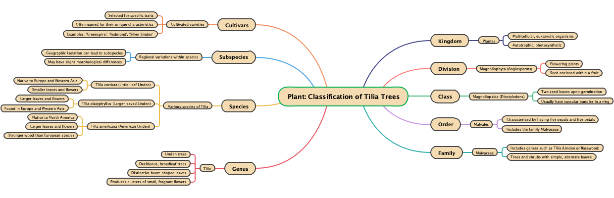 Plant: Classification of Tilia Trees