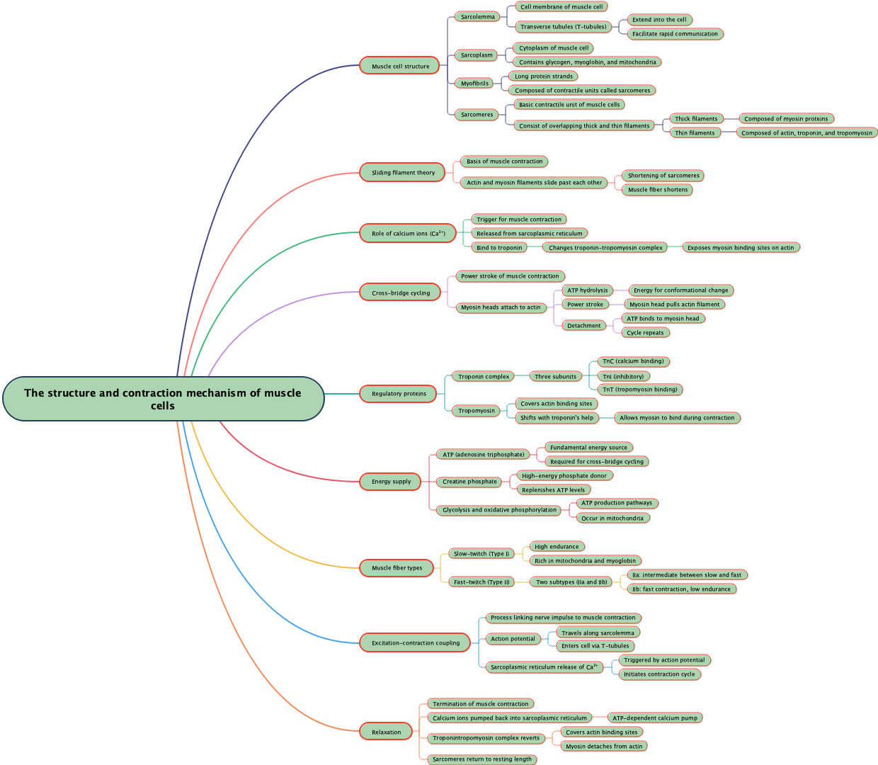 The structure and contraction mechanism of muscle cells
