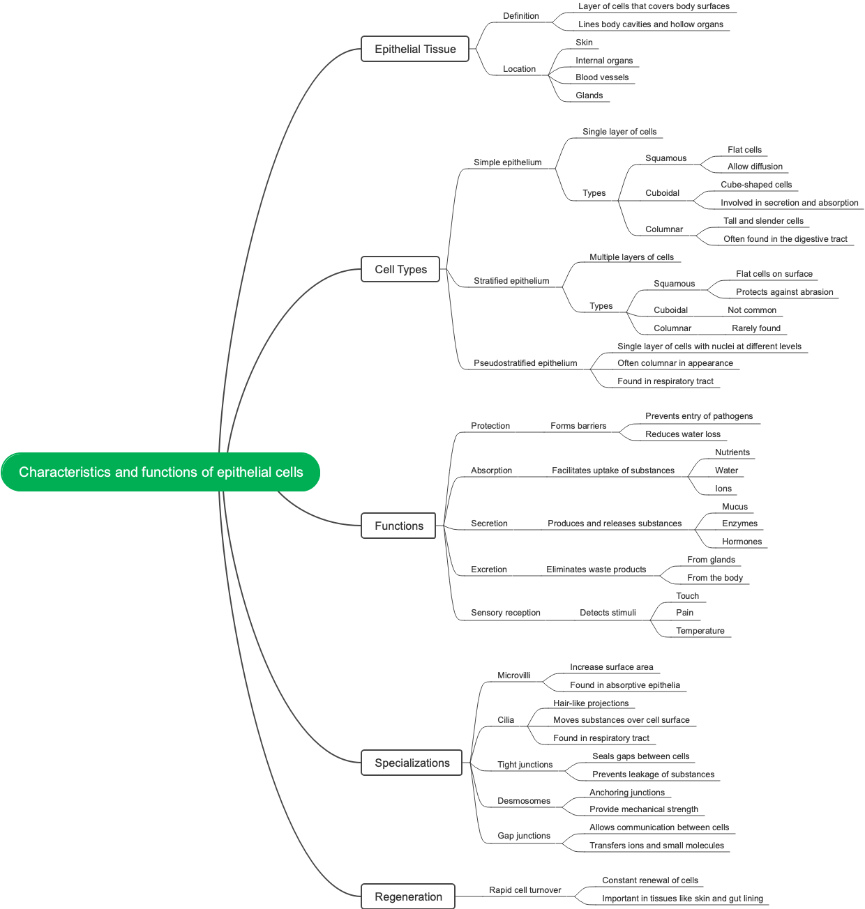 Characteristics and functions of epithelial cells