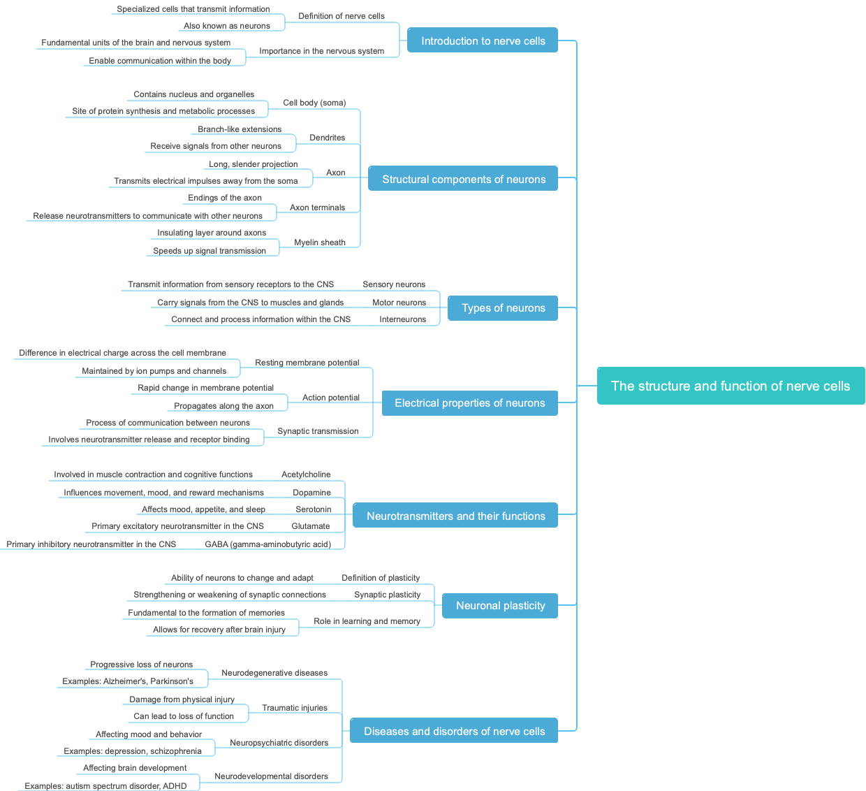 The structure and function of nerve cells