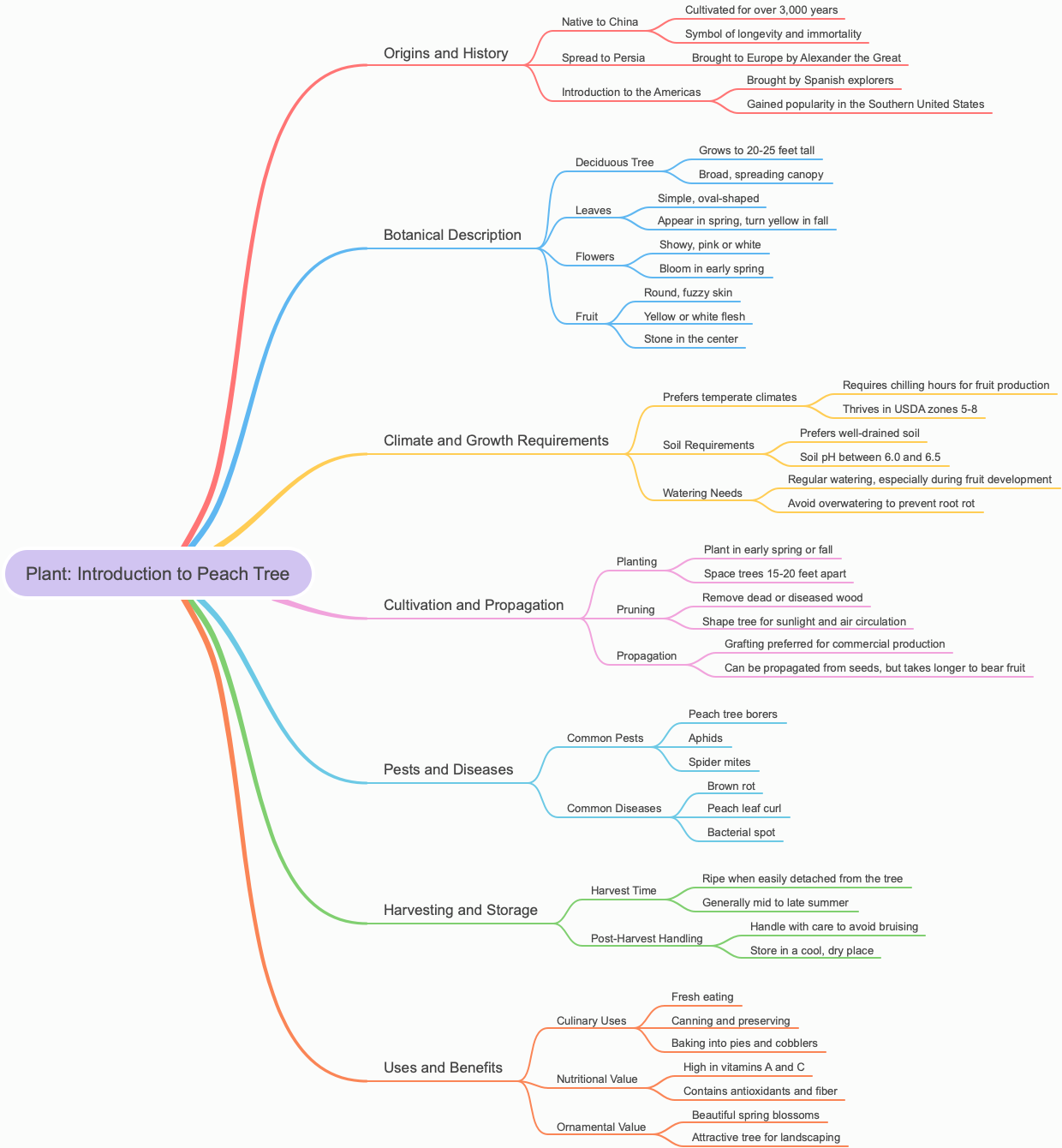 Plant: Introduction to Peach Tree