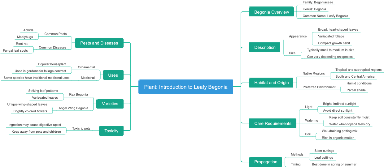 Plant: Introduction to Leafy Begonia
