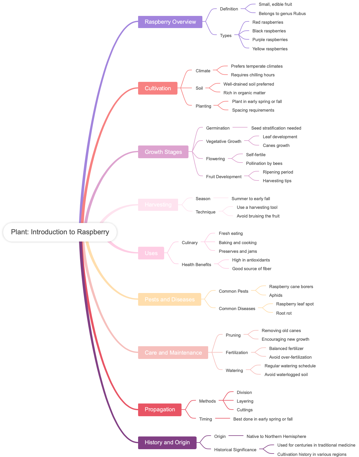 Plant: Introduction to Raspberry
