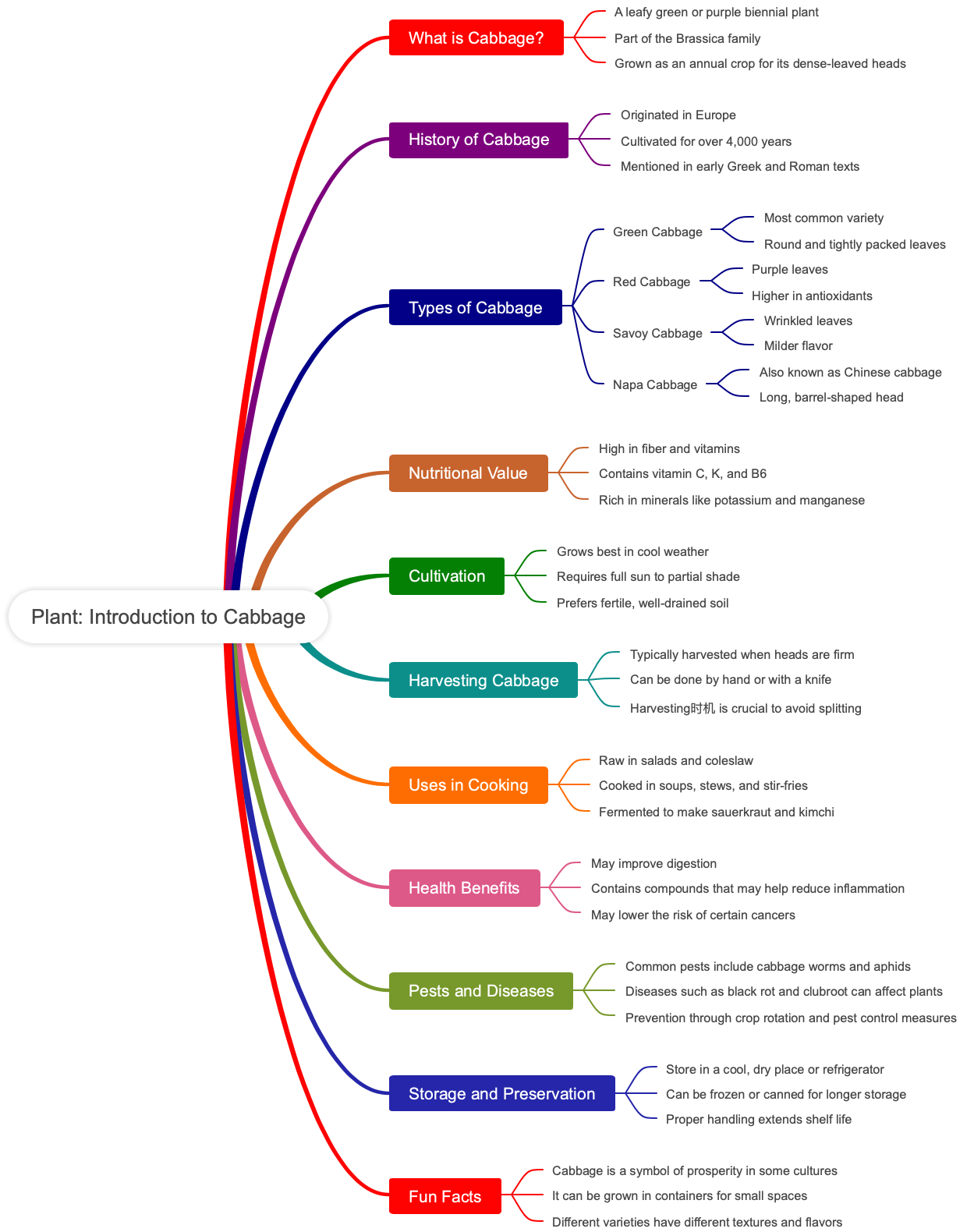 Plant: Introduction to Cabbage