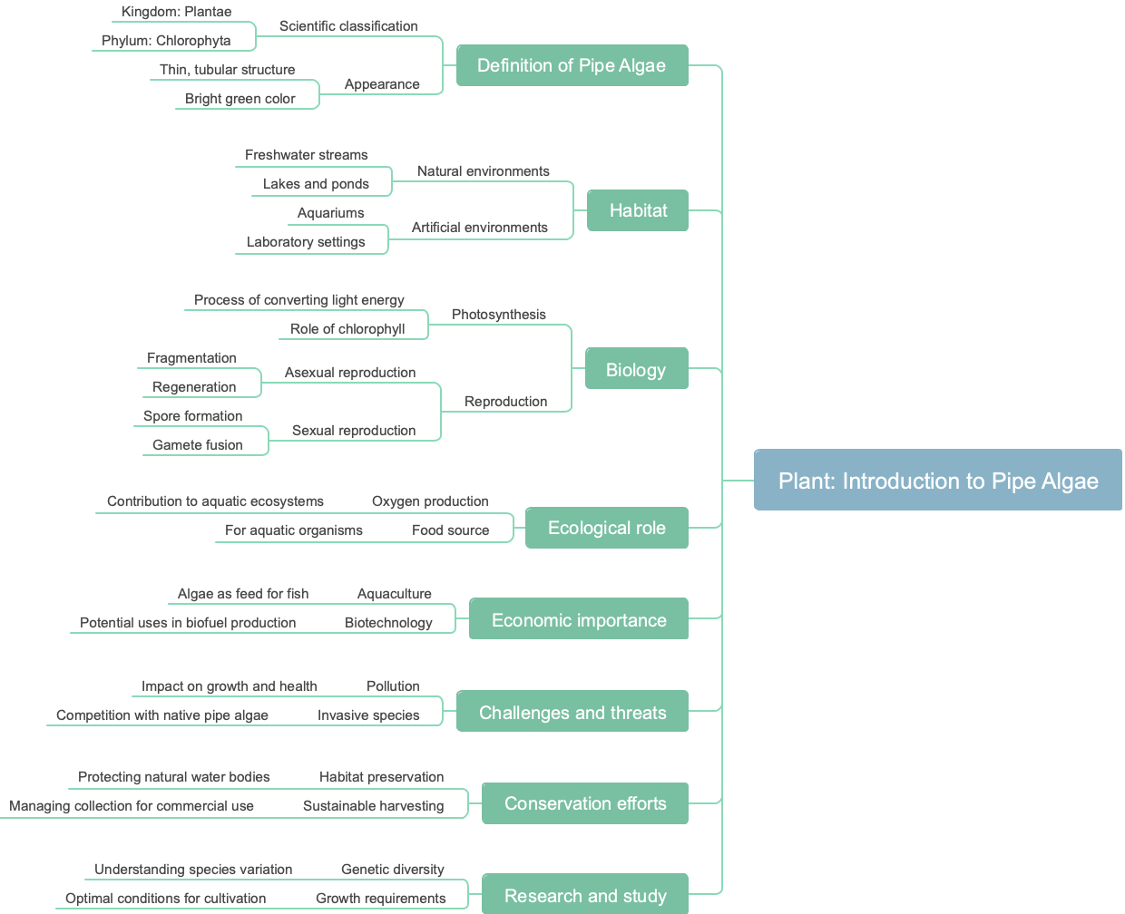 Plant: Introduction to Pipe Algae
