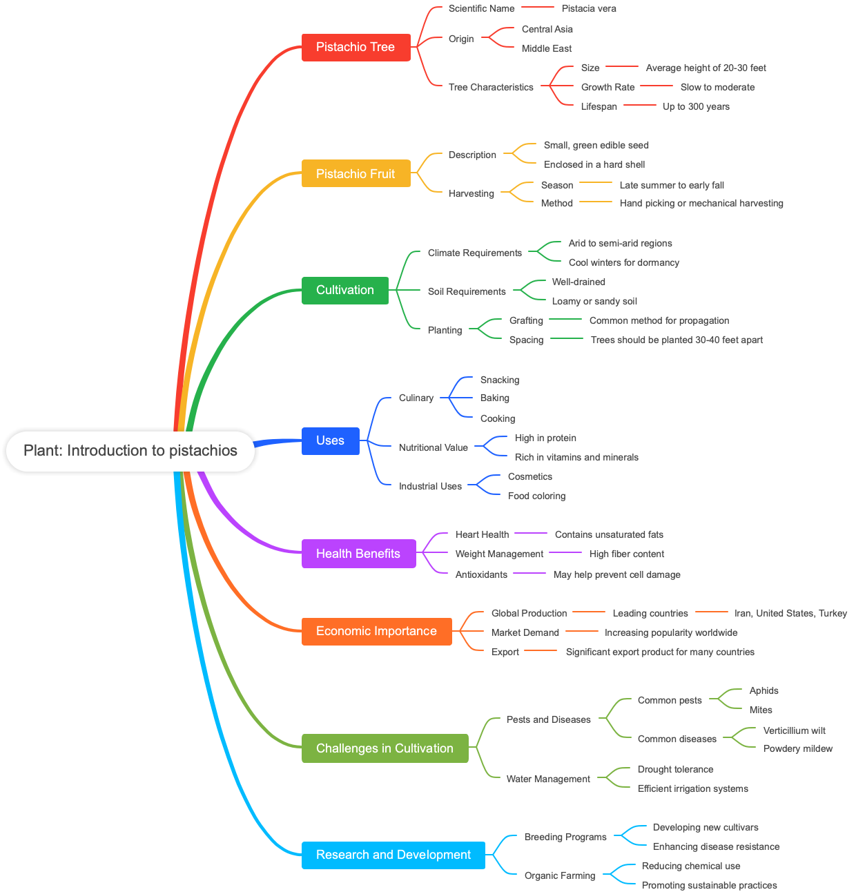 Plant: Introduction to pistachios