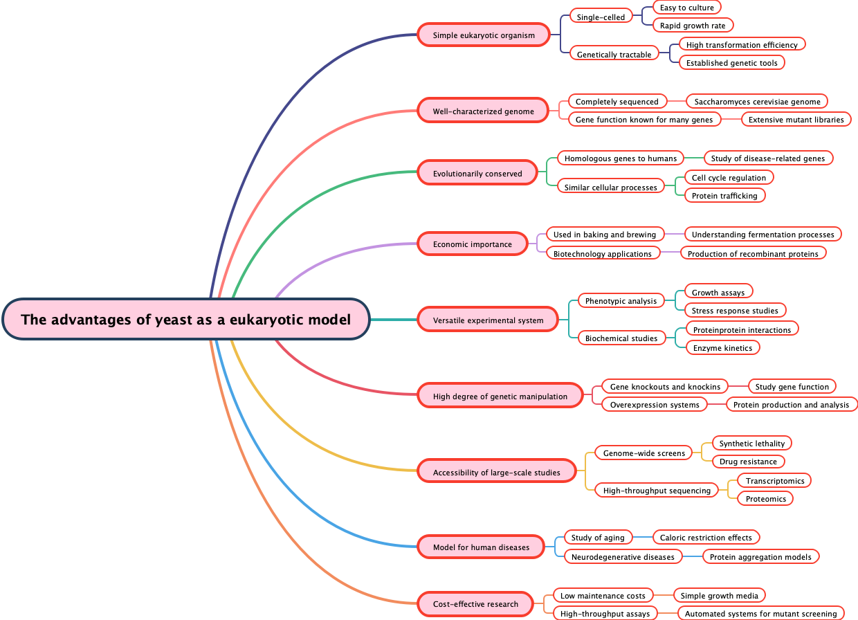 The advantages of yeast as a eukaryotic model