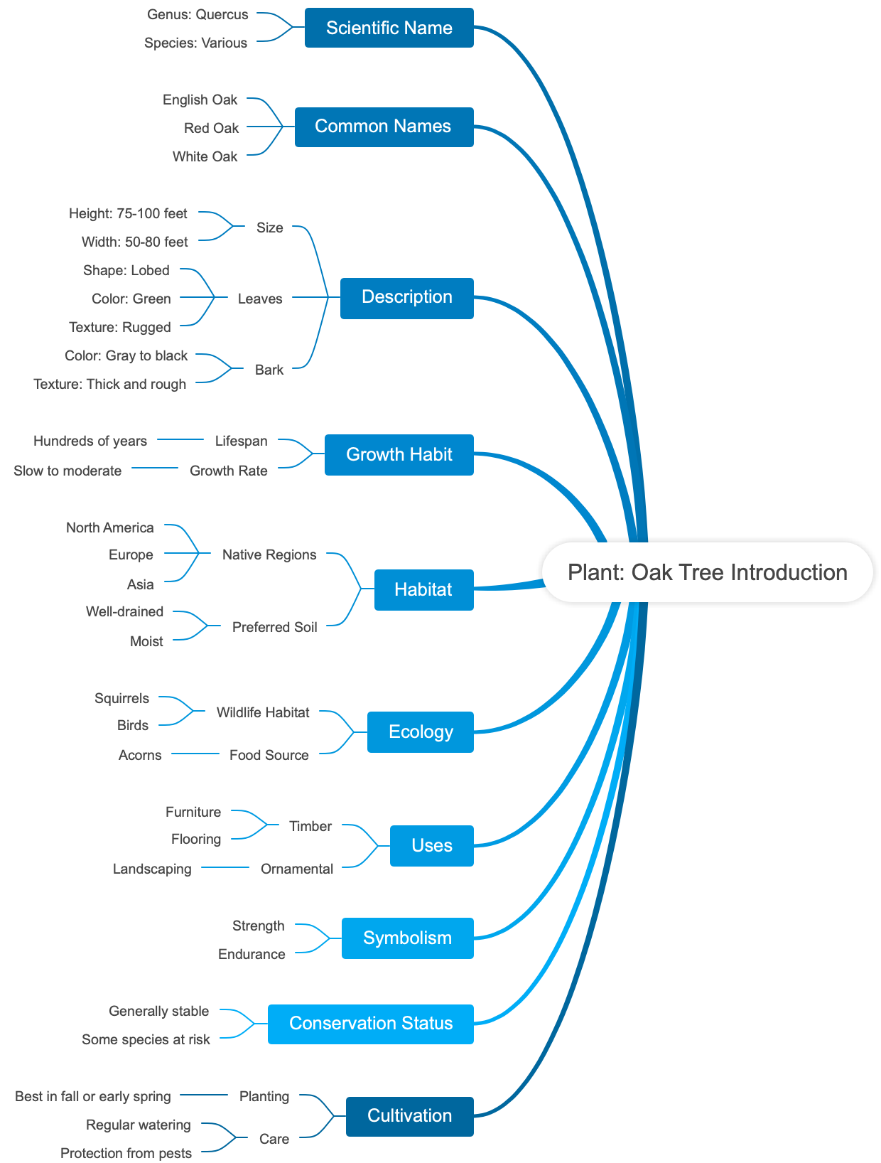 Plant: Oak Tree Introduction