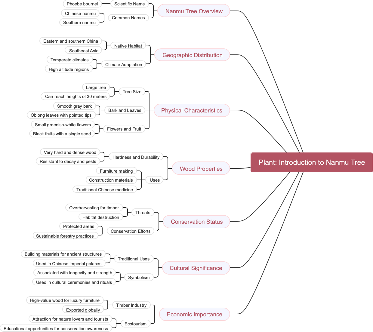 Plant: Introduction to Nanmu Tree