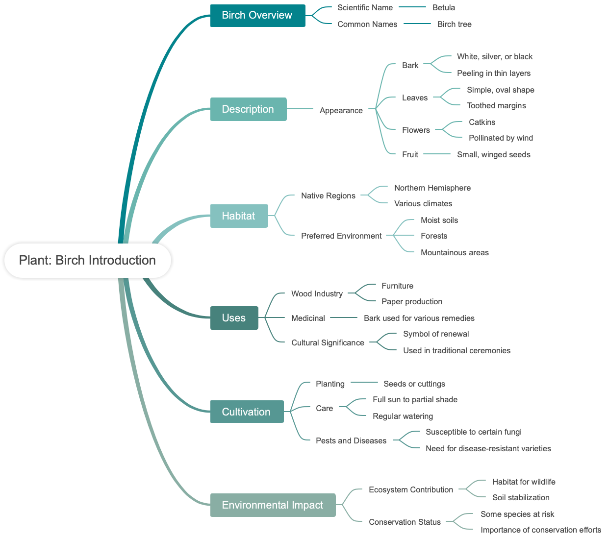 Plant: Birch Introduction