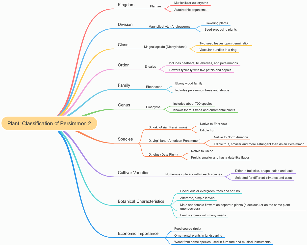 Plant: Classification of Persimmon 2