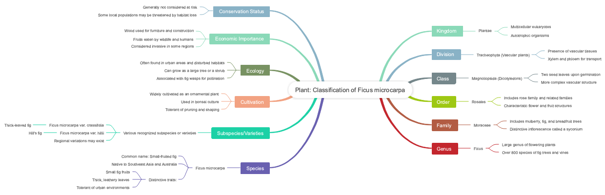 Plant: Classification of Ficus microcarpa