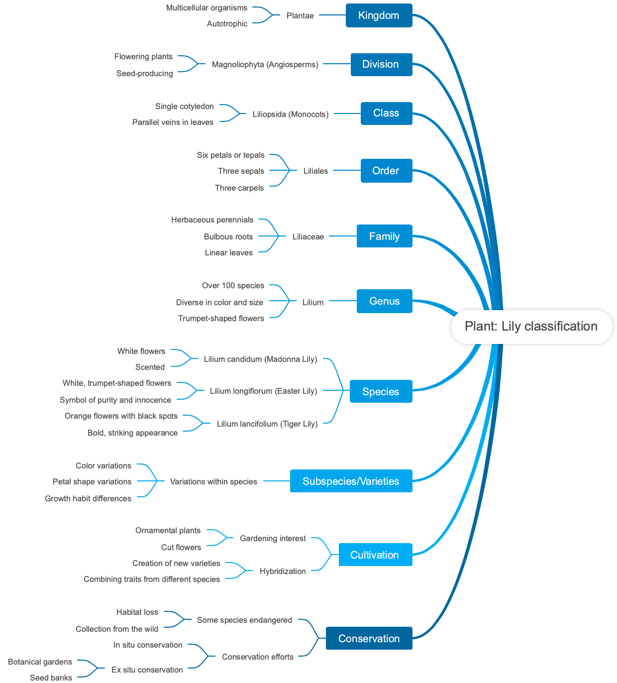 Plant: Lily classification