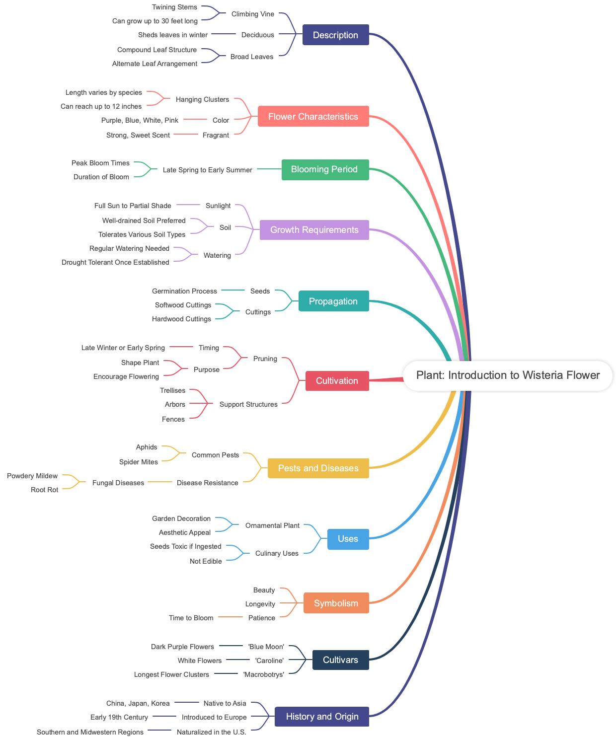 Plant: Introduction to Wisteria Flower