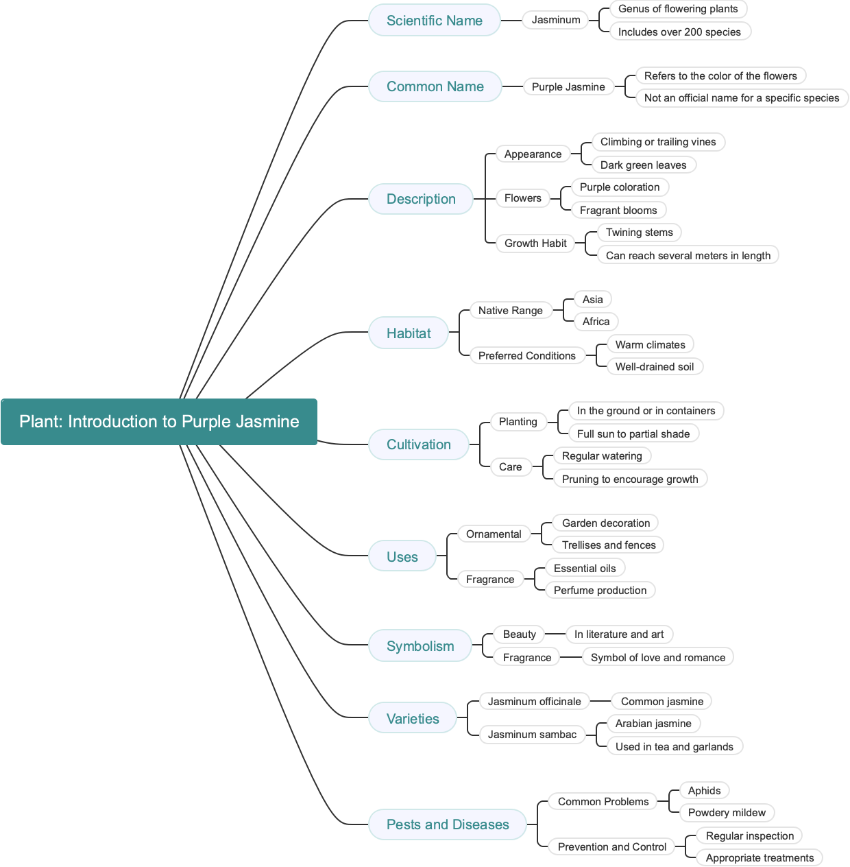Plant: Introduction to Purple Jasmine