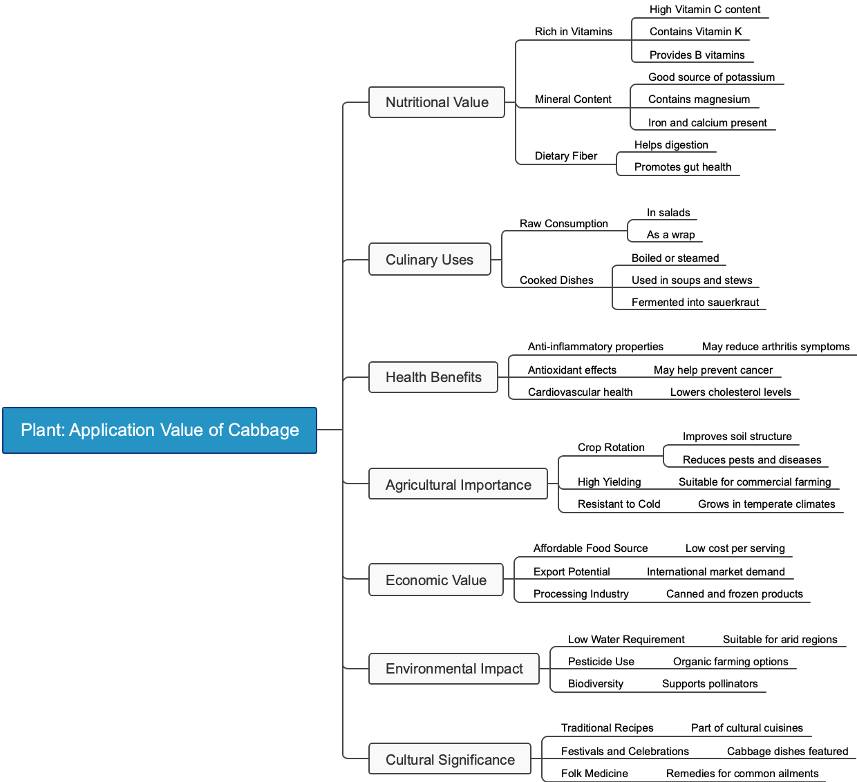 Plant: Application Value of Cabbage