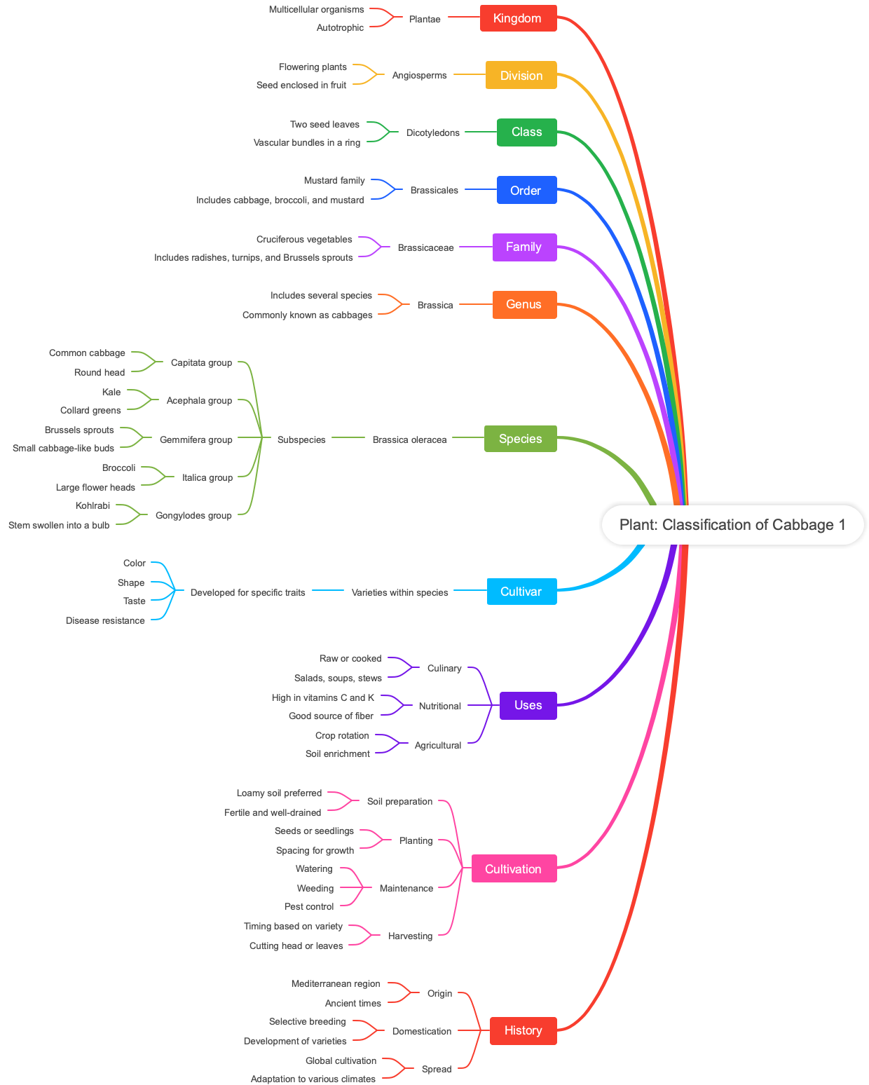Plant: Classification of Cabbage 1