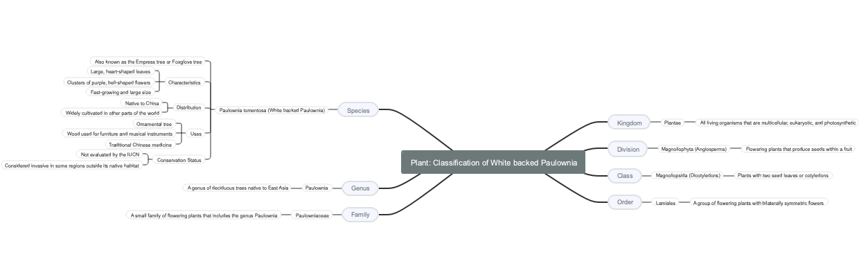 Plant: Classification of White backed Paulownia