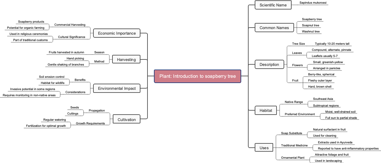 Plant: Introduction to soapberry tree